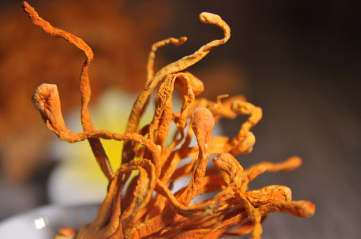 红不让 虫草花 250克 广东清新本地优质农产品 商品图3