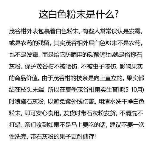 【新鲜上市】广西茂谷柑 精品大果 武鸣 当季水果 新鲜现摘现发石灰柑 商品图8