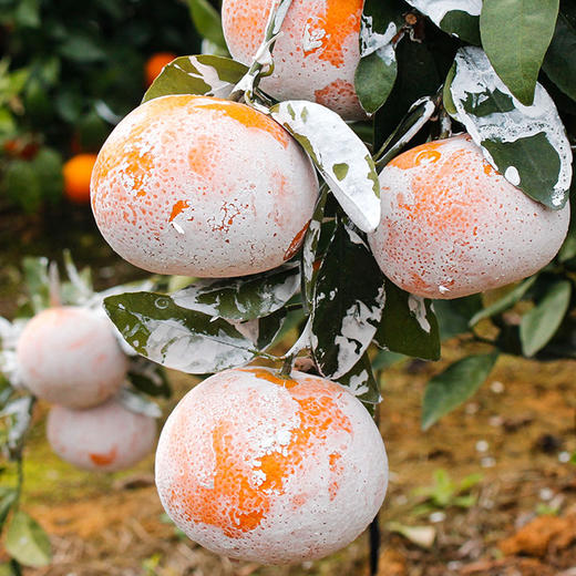 【新鲜上市】广西茂谷柑 精品大果 武鸣 当季水果 新鲜现摘现发石灰柑 商品图5