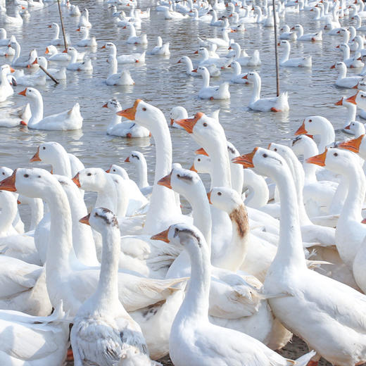 大白鹅约3KG左右|一只 商品图0