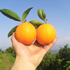 【基地直发】湖北 伦晚脐橙 手剥甜橙 精品大果 现摘新鲜 应季甜橙 商品缩略图8
