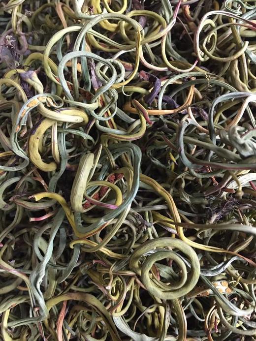 化石草 商品图2