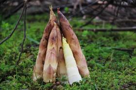 天目山九狮村头茬竹笋春笋3斤