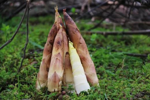 天目山九狮村头茬竹笋春笋3斤 商品图0