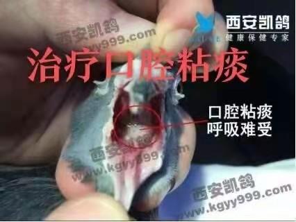 【祛痰灵】20ml/瓶 清除呼吸道粘痰、浓痰（西安凯鸽） 商品图1