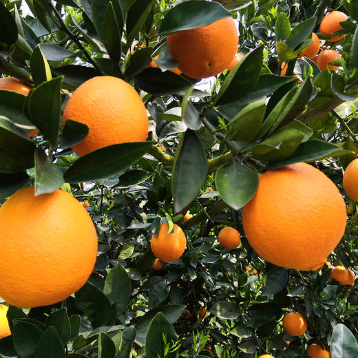 【基地直发】湖北 伦晚脐橙 手剥甜橙 精品大果 现摘新鲜 应季甜橙 商品图7