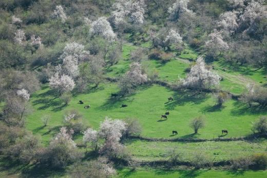 新疆“天山童姥”之旅 | 8天 商品图0