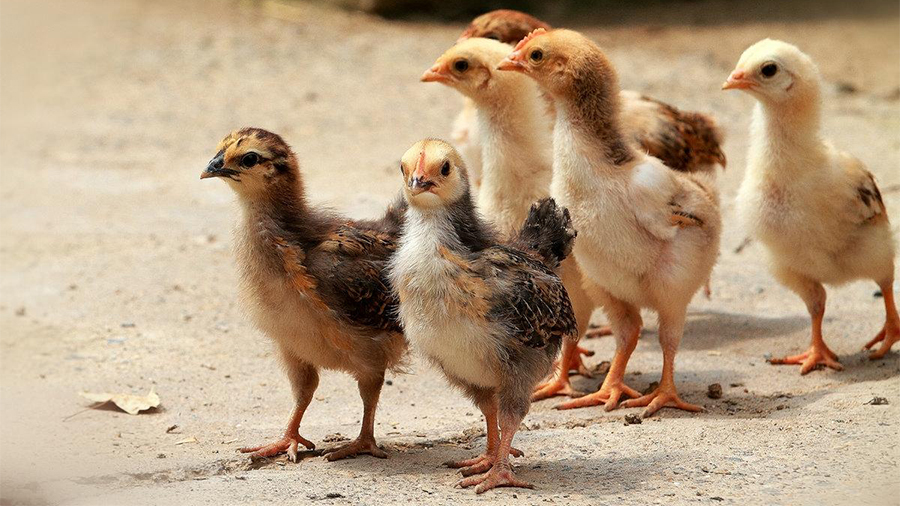 实名【认养1只小鸡】 - 小耘牛快乐农场