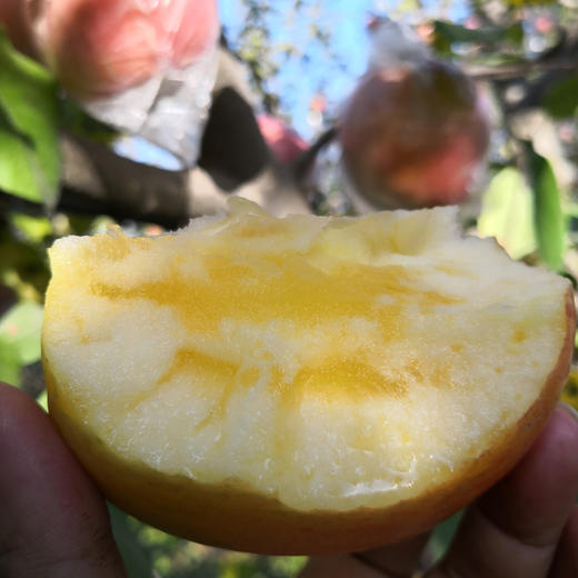 黄土高原苹果  （净重5斤） 商品图2