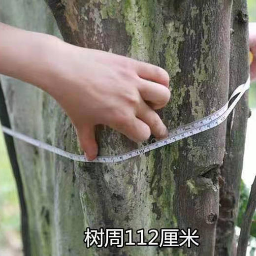 有机橘橙礼盒净含量6斤重9-12枚 商品图2