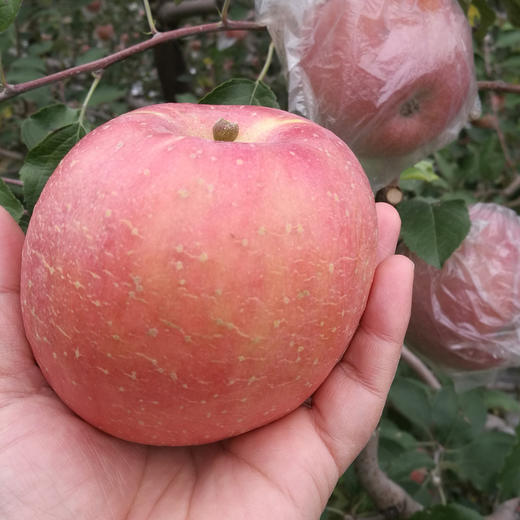 黄土高原苹果  （净重5斤） 商品图3