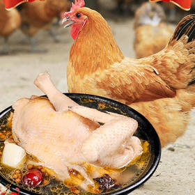 麻黄鸡1-1.25KG/一只