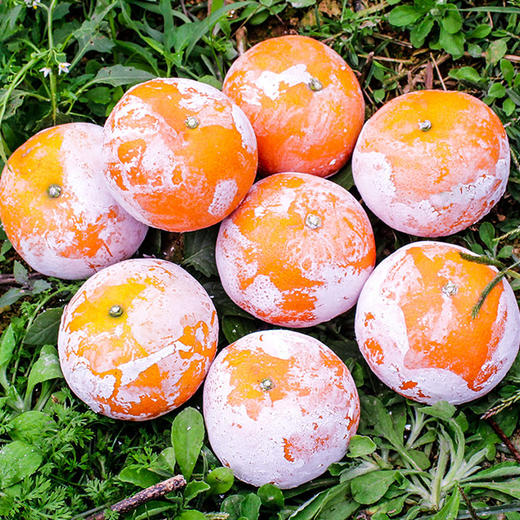 【新鲜上市】广西茂谷柑 精品大果 武鸣 当季水果 新鲜现摘现发石灰柑 商品图6