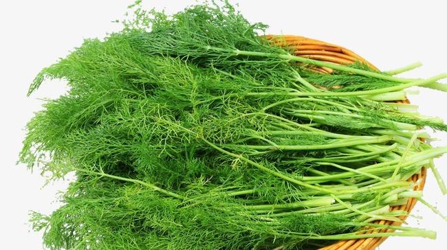 爱农  北京有机蔬菜  茴香4500g