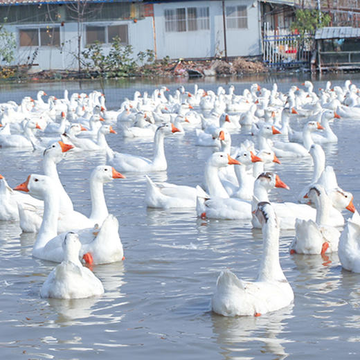 大白鹅约3KG左右|一只 商品图1