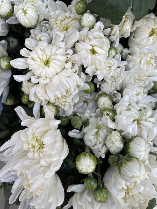 小菊|白菊 商品图0