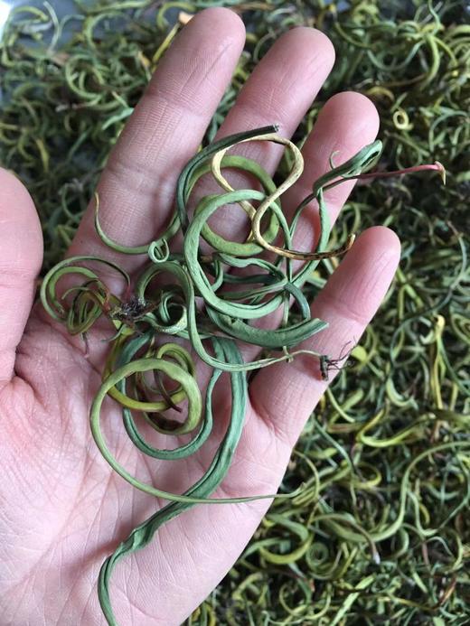 化石草 商品图4