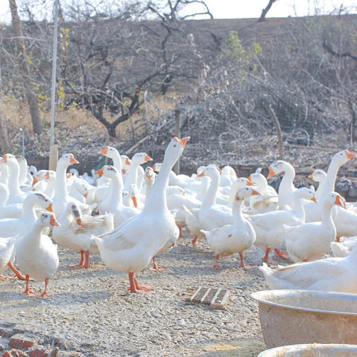 大白鹅约3KG左右|一只 商品图3
