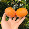 【新鲜上市】广西茂谷柑 精品大果 武鸣 当季水果 新鲜现摘现发石灰柑 商品缩略图7