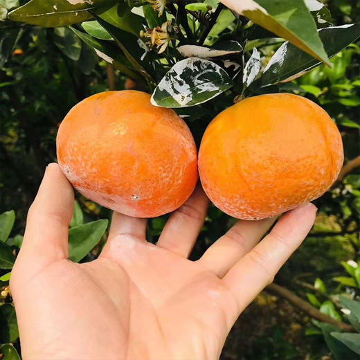 【新鲜上市】广西茂谷柑 精品大果 武鸣 当季水果 新鲜现摘现发石灰柑 商品图7