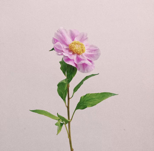 【四川单瓣芍药】10支/份 第二份3.9元 商品图3