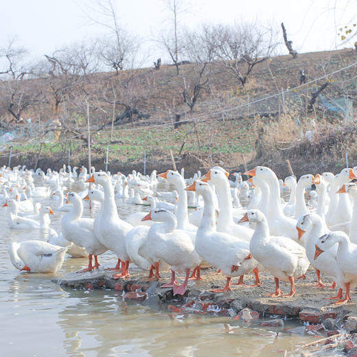 大白鹅约3KG左右|一只 商品图2