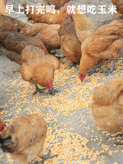 麻黄鸡1-1.25KG/一只 商品图3