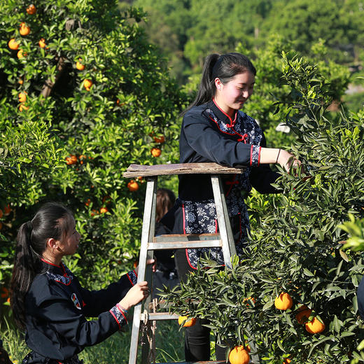 有机橘橙礼盒净含量6斤重9-12枚 商品图1