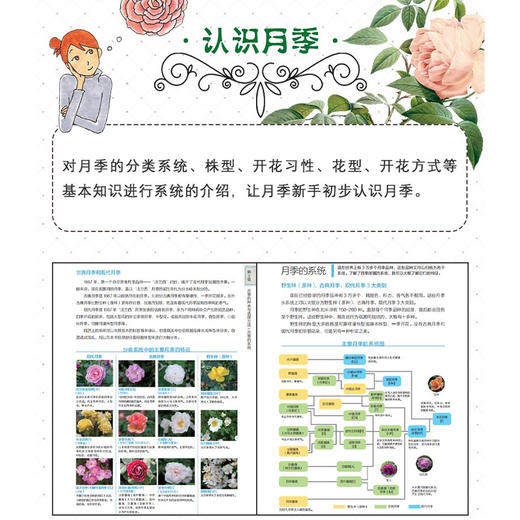 新手月季栽培手册 商品图2