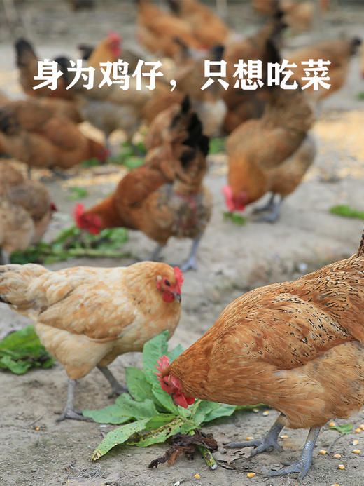 麻黄鸡1-1.25KG/一只 商品图2