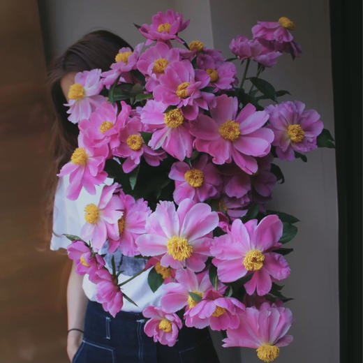 【四川单瓣芍药】10支/份 第二份3.9元 商品图0