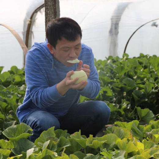 小傻瓜 真正地标级正宗马连庄小甜瓜 无农残不催熟 带皮啃 太好吃停不下来 顺丰包邮|百里食 商品图9