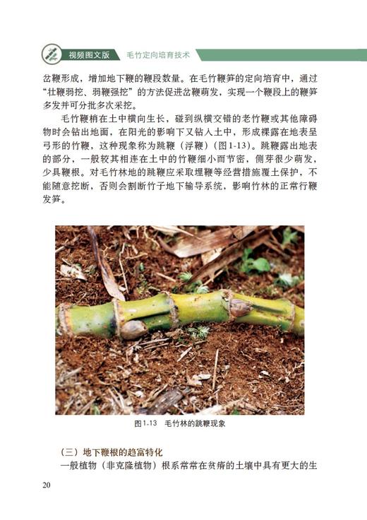 【中国农业出版社官方正版】视频图文版毛竹定向培育技术 商品图4