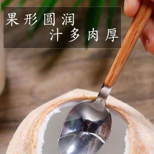 新鲜海南青椰子 1个 商品图1