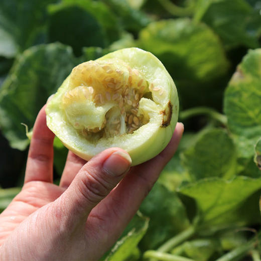 小傻瓜 真正地标级正宗马连庄小甜瓜 无农残不催熟 带皮啃 太好吃停不下来 顺丰包邮|百里食 商品图3