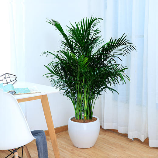 富贵椰子盆栽办公室客厅植物大型绿植耐阴除甲醛植物乔迁居家送礼总高
