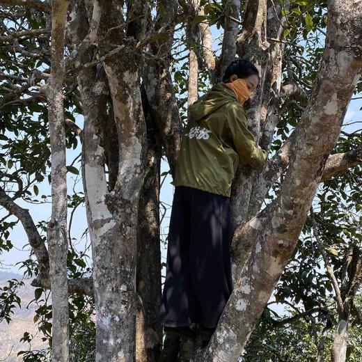 2021【帕拍】沧源神秘小产区-2021头春古树纯料 商品图11