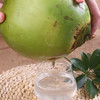新鲜海南青椰子 1个 商品缩略图2