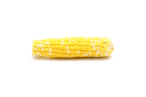  场地直采的大灜玉米，富含花青素，比买生的更好吃更方便的玉米~ 