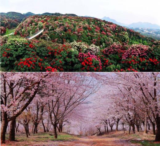 花海盛宴 国之重器】       毕节乌江源百里画廊、九洞天、百里杜鹃、大方穆俄格古城、织金洞、平坝樱花 动车6天 商品图0
