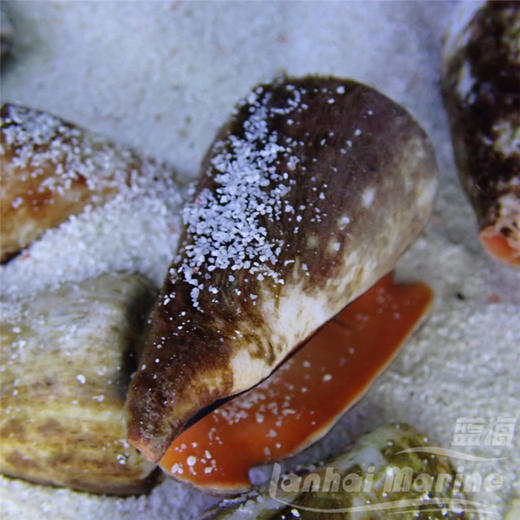 红口跳跳螺 商品图2