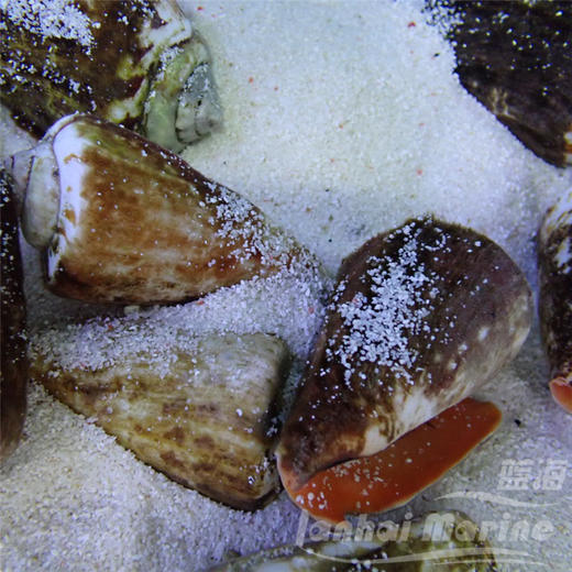 红口跳跳螺 商品图6