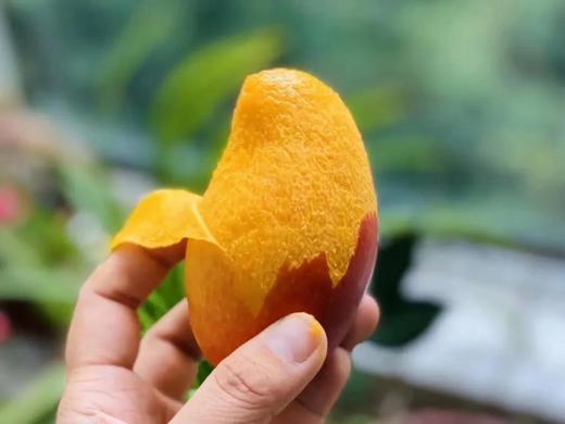 三亚贵妃芒果香浓郁香甜可口精选5斤（10-12个）8斤（16-20个） 商品图1