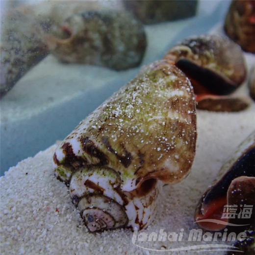 红口跳跳螺 商品图3