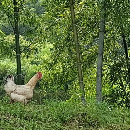 【山林散养母鸡】黄山深山散养，饮山泉.吃野果虫子等，鸡龄:一年半以上，3斤3两左右，默认对切，如需整鸡请备注(免费清理好.真空包装.顺丰冷鲜配送） 商品图4