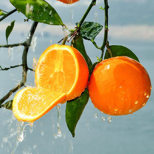 爆甜 伦晚花蜜橙 1000g 商品图0