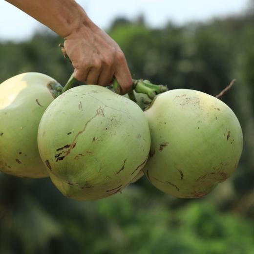 新鲜海南青椰子 1个 商品图4