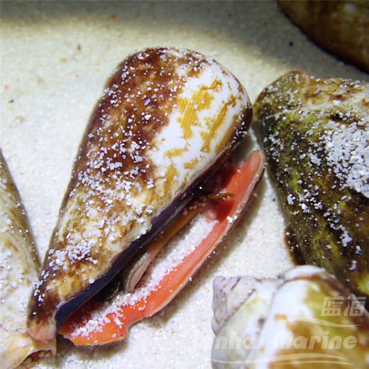 红口跳跳螺 商品图4