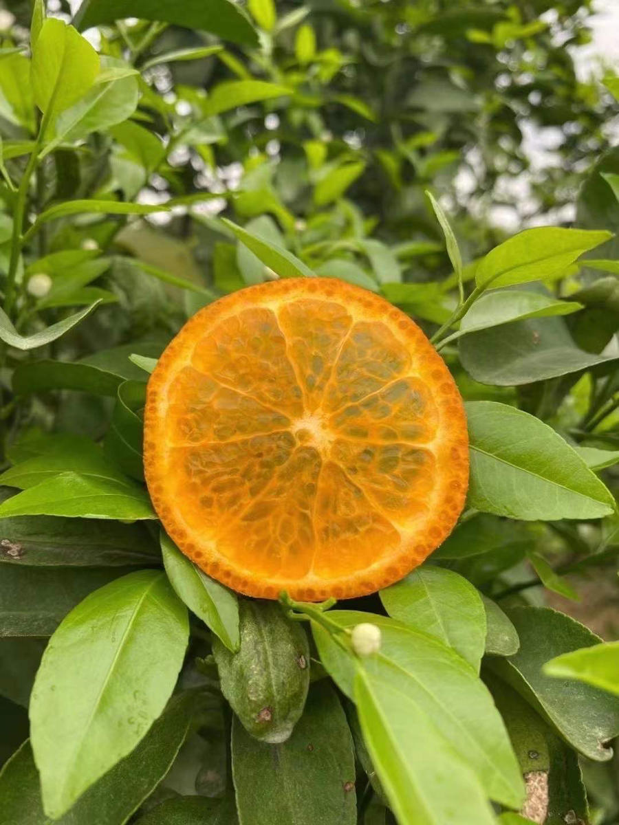 正宗广西武鸣乌柑,一箱5斤.产地直发,新鲜直达