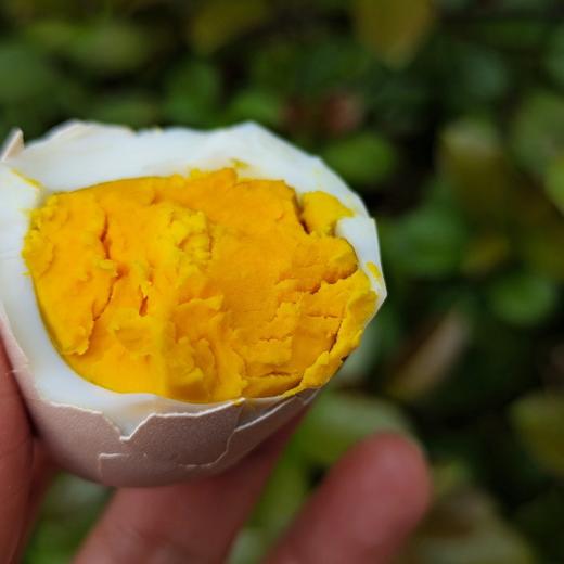 【山林散养土鸡蛋】山林散养母鸡/饮山泉/自由觅食/开心生蛋 （不是养殖，产量少，生蛋随机个头不一，蛋黄颜色也不尽相同，介意的勿拍，不售后）不足够信任请勿拍 商品图1